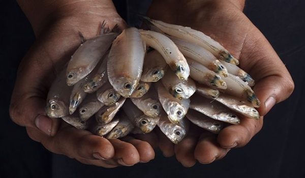 small-fish-5